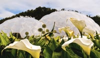 Exploring the role of regulators in enabling purpose-led business