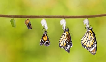 caterpillar to a butterfly journey 