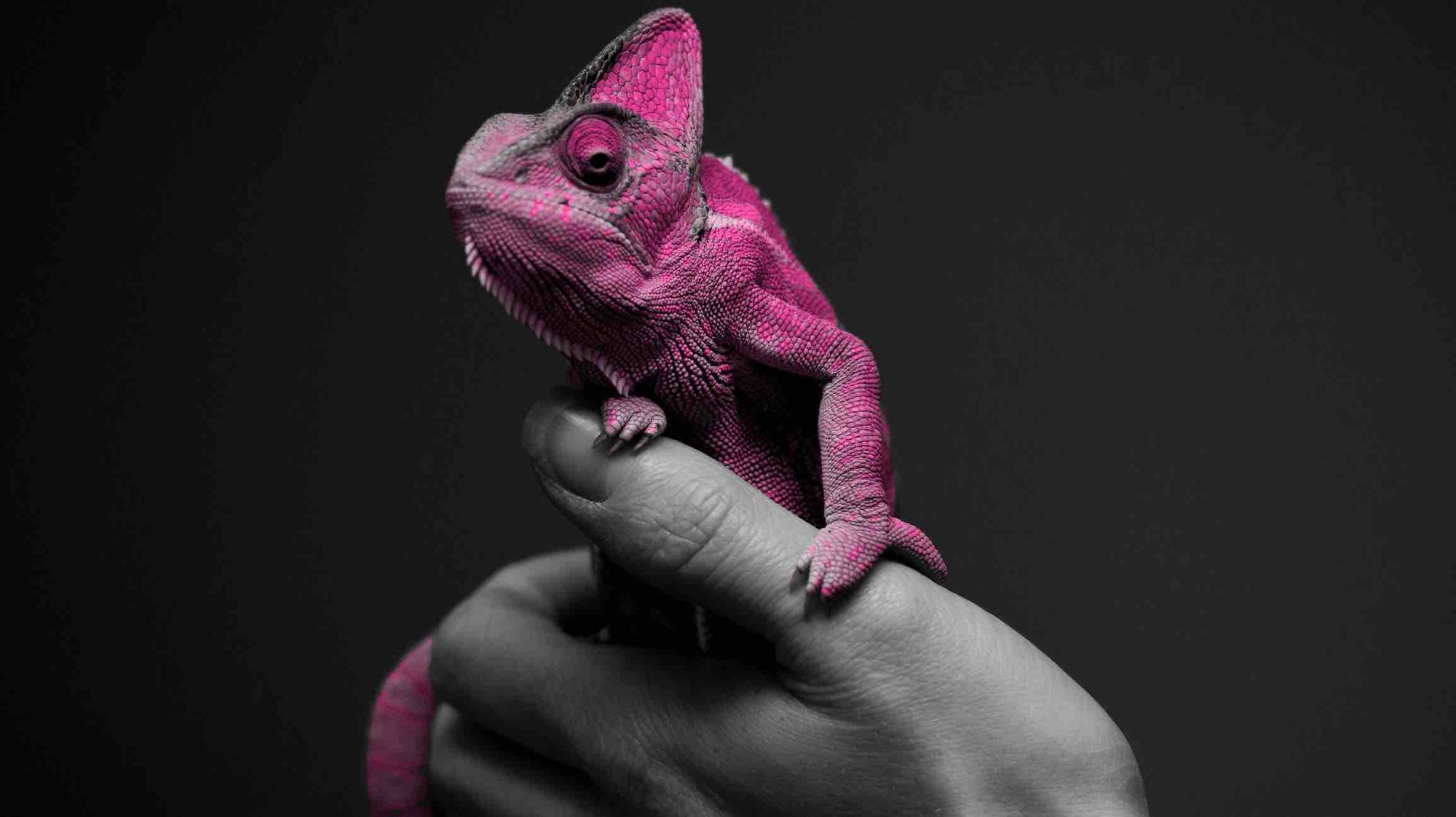 Chameleon-1