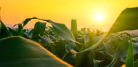 Three critical areas for food system collaboration | Insights | Clarasys