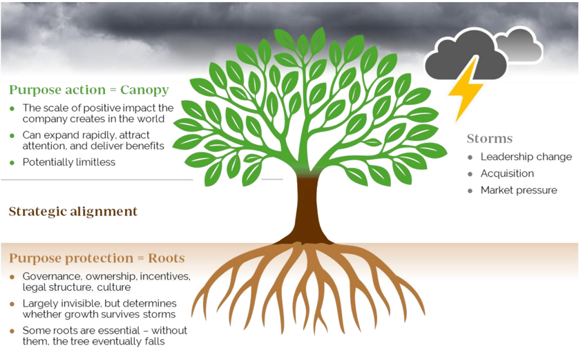 The purpose tree - an infographic showing purpose action (canopy) and purpose protection (the roots)