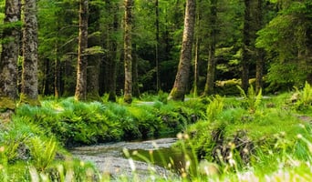 A river flows in a calm sunny coniferous forest in nature, with blurred grass in the foreground stock photo